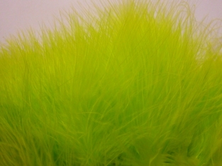 Marabou  Chartreuse
